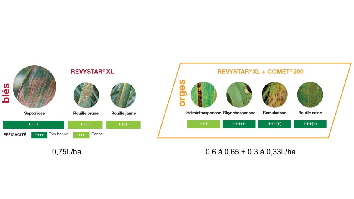 Efficacité Revystar XL sur blés et orges