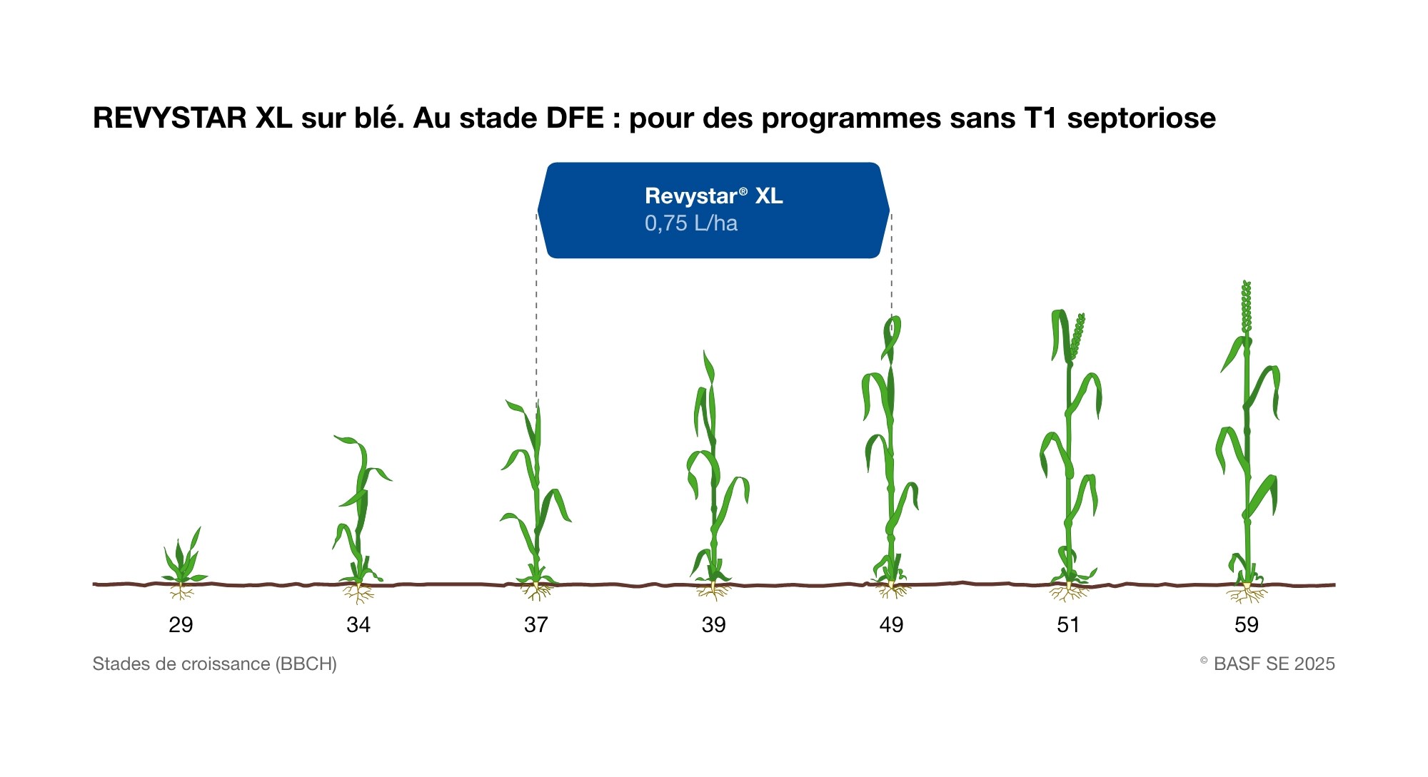 revystar xl sur blé