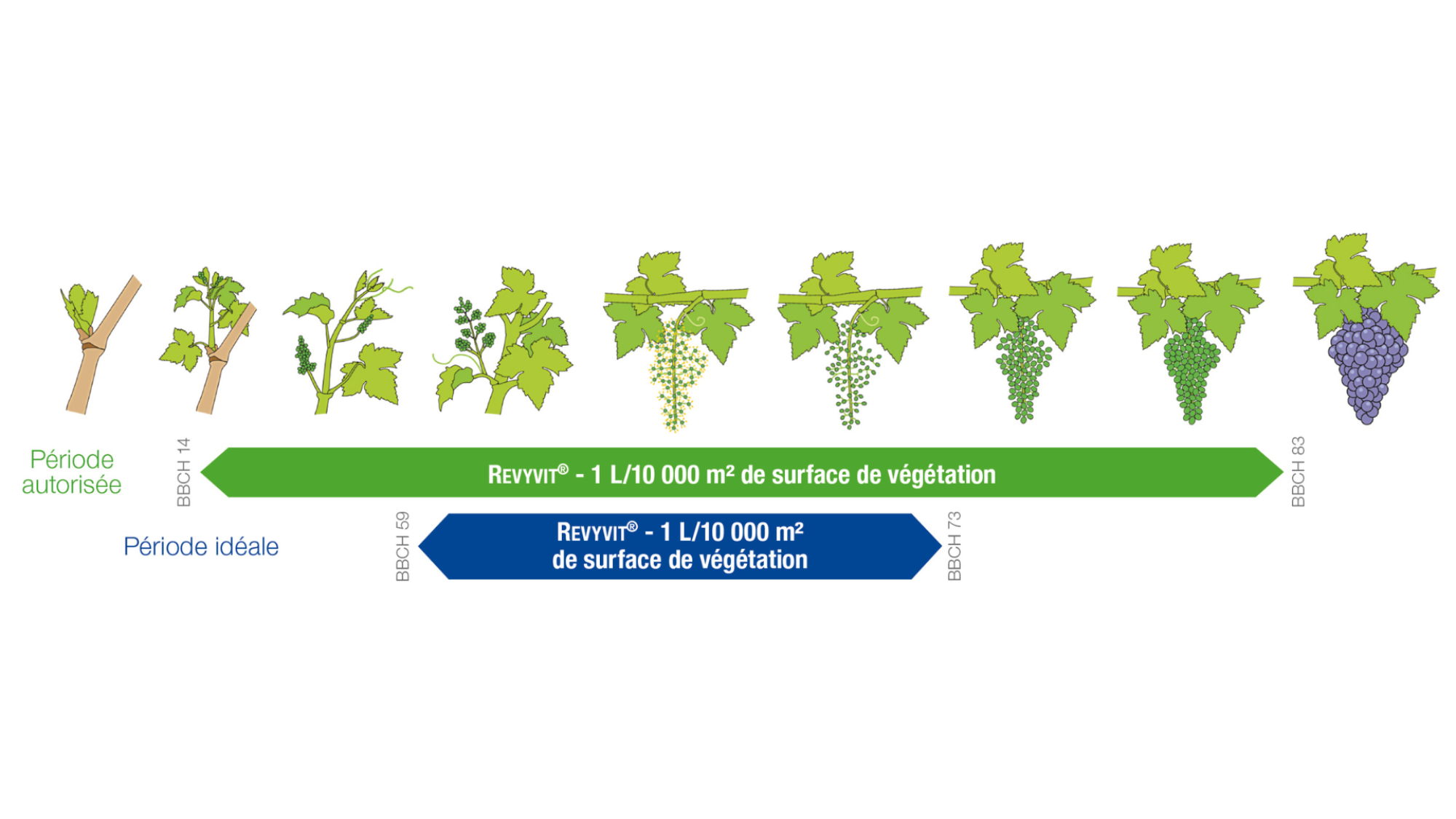 REVYVIT® : un positionnement à la fleur est la période idéale pour gérer les 2 maladies, période de grande vulnérabilité des grappes tant pour l’oïdium que pour le black-rot.