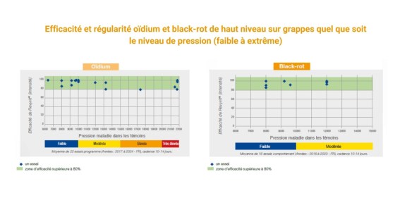 revyvit efficacité et polyvalence maladies