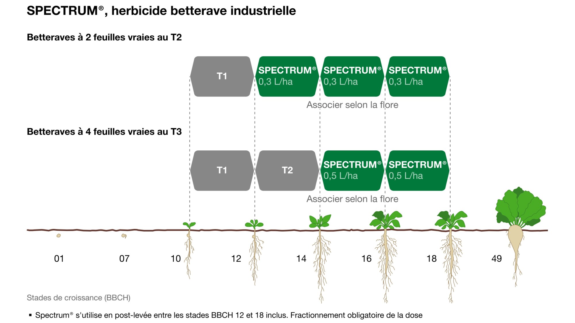 Spectrum sur maïs et betteraves