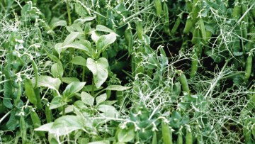 Le raisonnement du désherbage du pois 