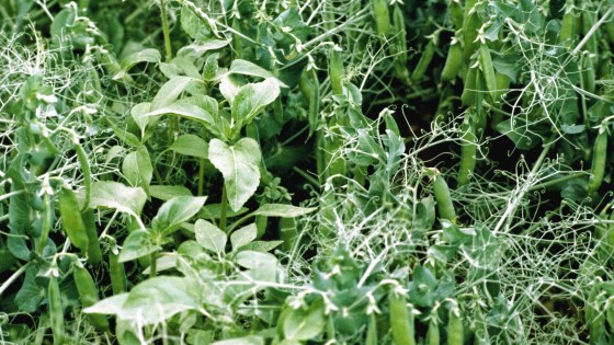 Désherbage du pois