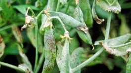 Maladies du pois