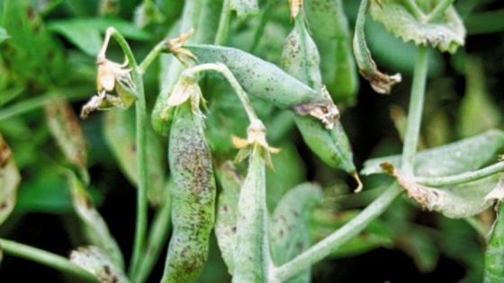 Maladies du pois