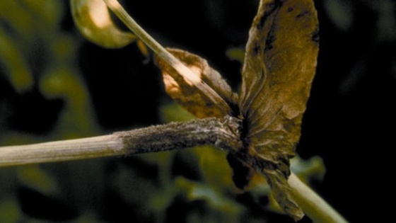 Le botrytis du pois