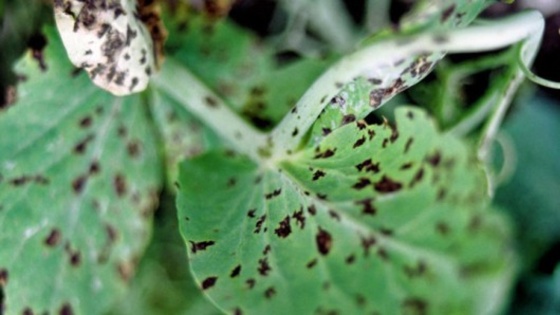 La rouille du pois