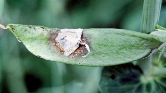 Sclérotinia du pois
