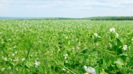 Protection fongicide du pois