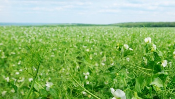 Les autres ravageurs du pois