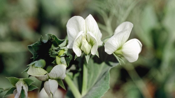 Tout savoir sur la conduite de culture du pois