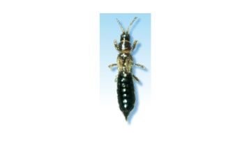 Le thrips du pois, du lin et des céréales