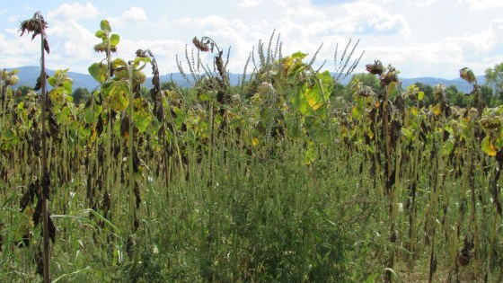 Ambroisie du tournesol