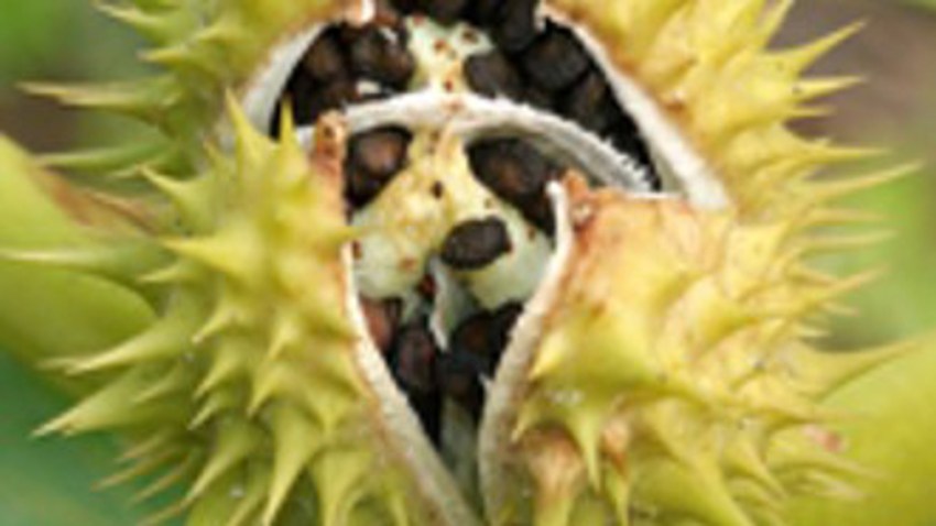 datura stramoine