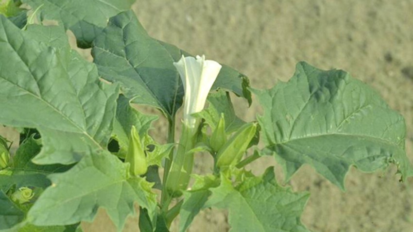 datura stramoine