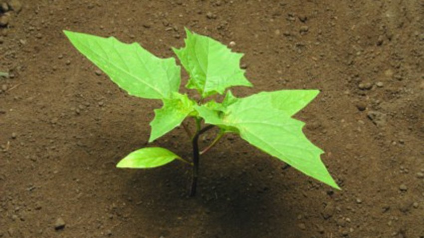 datura stramoine
