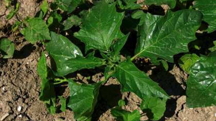 datura stramoine