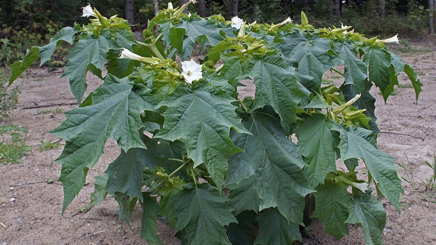 datura stramoine