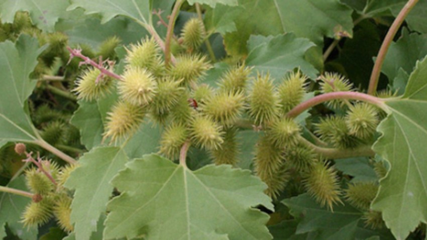 lampourde (xanthium)