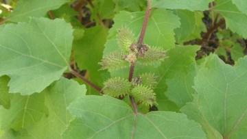 Lampourde (Xanthium)