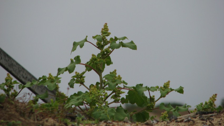 lampourde (xanthium)