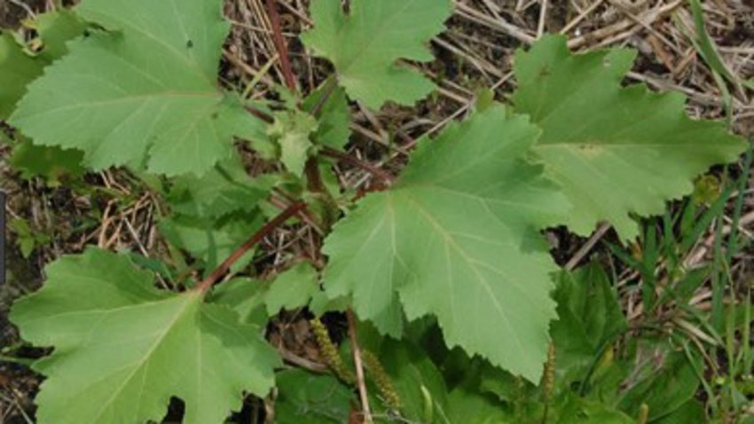 lampourde (xanthium)