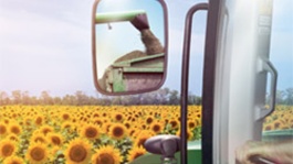 Désherbage du tournesol : les atouts de Clearfield® Plus