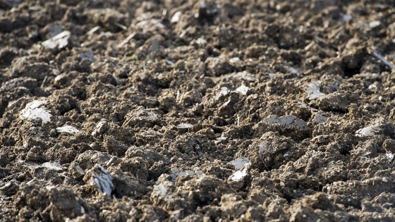 labour : pratique agronomique préventive