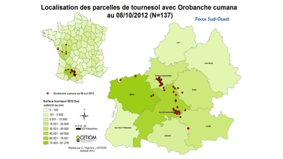 orobanche du tournesol