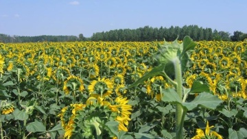 Désherbage du tournesol