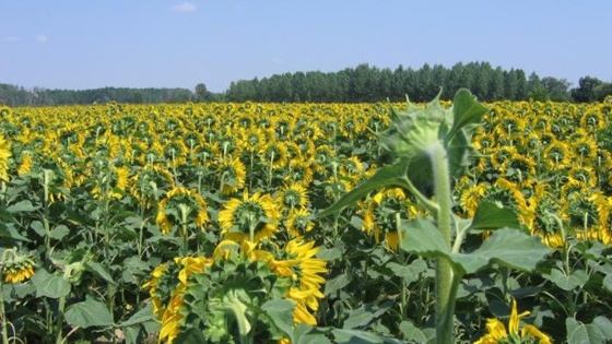 Désherbage du tournesol
