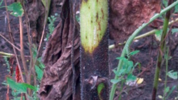 Phoma du tournesol
