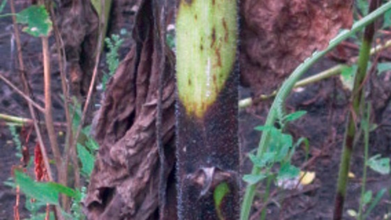 Phoma du tournesol