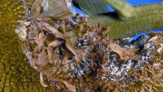 Sclérotinia du colza