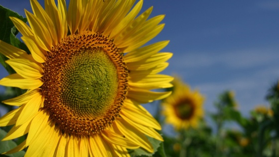 Tout savoir sur la conduite de culture du tournesol