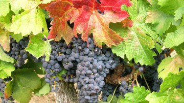 Bilan des vendanges