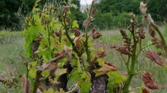 impact du gel sur vigne