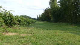 Bandes enherbées