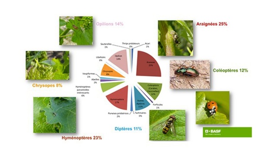 Etude de la biodiversité dans les vignes