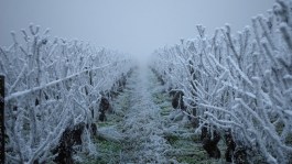 L’effet du gel sur la vigne
