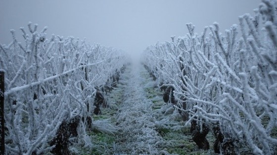 gelee vigne
