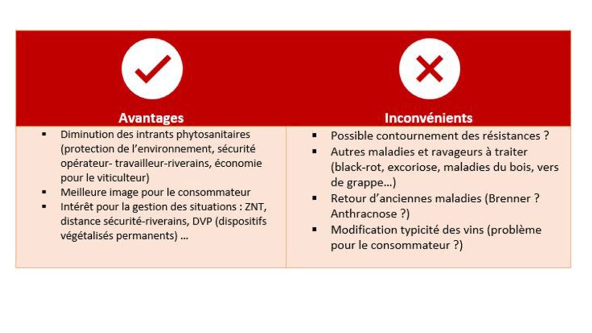 Le point sur les cépages résistants