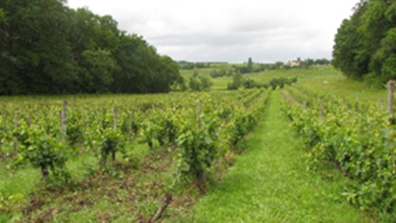 vigne bande enherbée