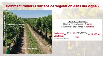 calculateur surface de végétation vigne