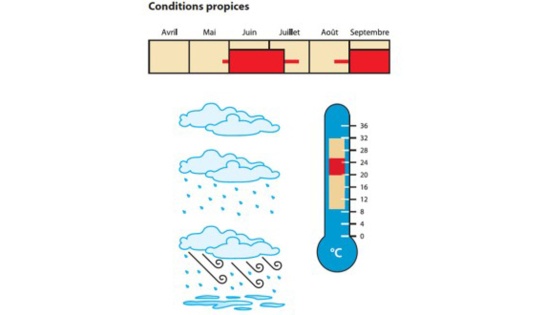 black-rot conditions propices