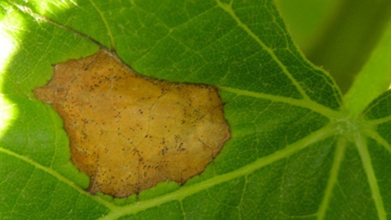 Black-rot sur feuille de vigne