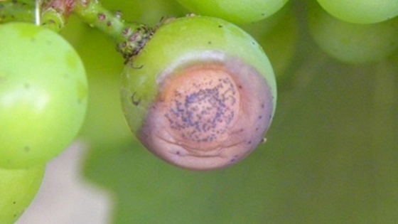 Black-rot symptômes sur grappes