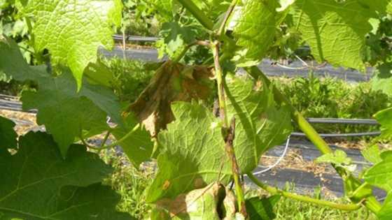 Black-rot symptômes sur rameaux