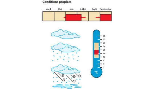 Conditions propices au botrytis