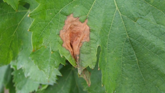 Botrytis sur feuille